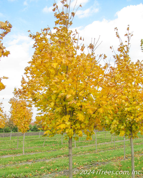 A view of Emerlad Lustre Norway Maple with full fall color in the nursery.