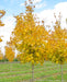 A view of Emerlad Lustre Norway Maple with full fall color in the nursery.