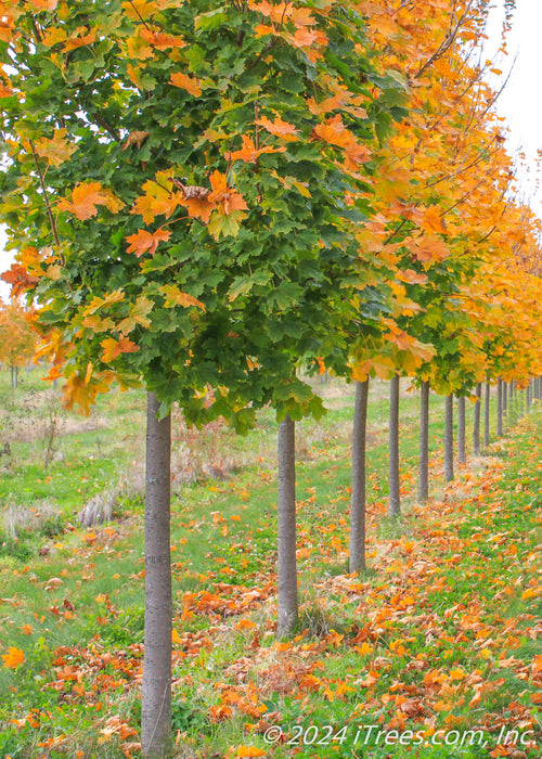 A row of Emerald Lustre Norway Maple with transitioning fall color showing lower portion of canopies and smooth grey trunks.