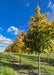 A row of Emerald Lustre Norway Maple in the nursery with transitioning fall color.