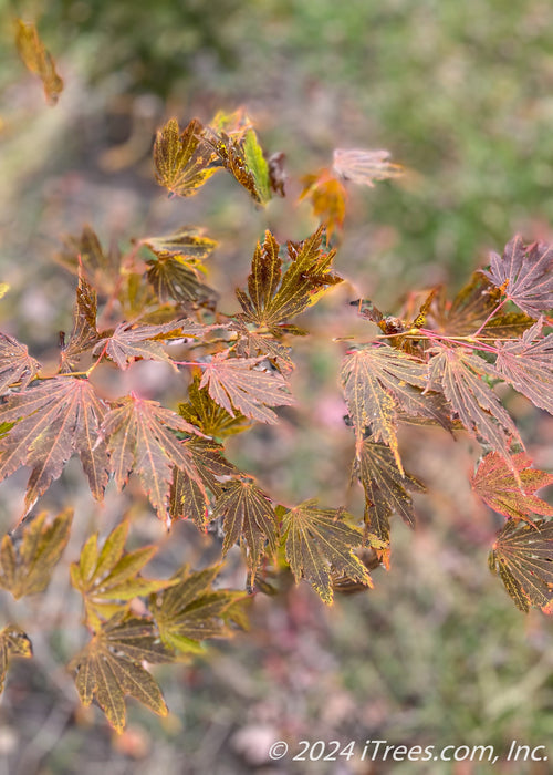 Closeup of dark yellowish-brown leaves in fall. 