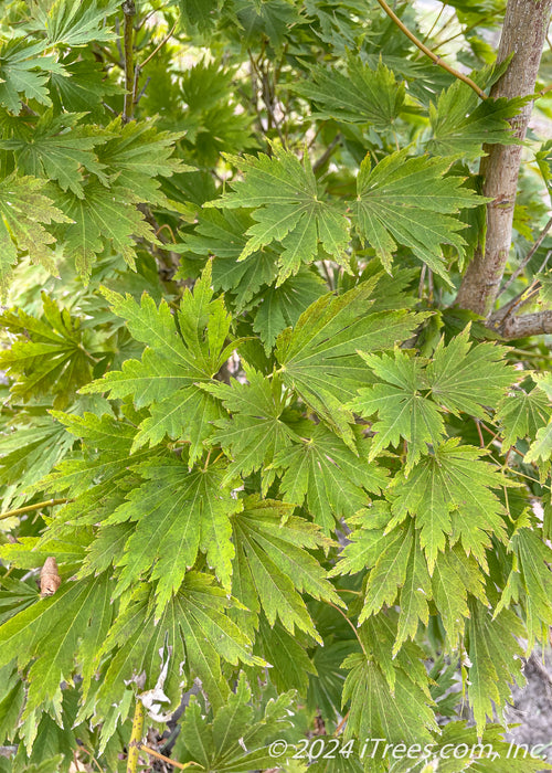 Closeup of a brown branch and a bunch of bright green leaves.