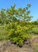 Northern Glow Maple grows in the nursery during summer with bright green leaves. A clear blue sky is in the background.