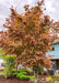 Northern Glow Korean Maple with a full canopy of red fall color. Planted in a landscape bed in front of an office building.