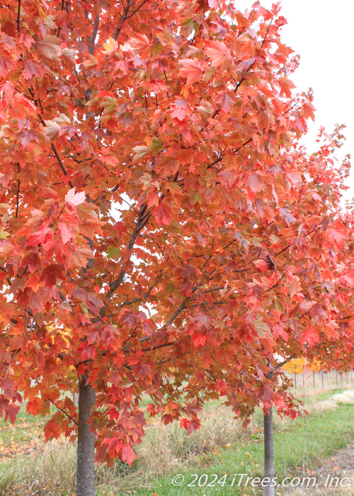 Closeup of red fall color and trunks.