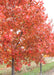 Closeup of red fall color and trunks.