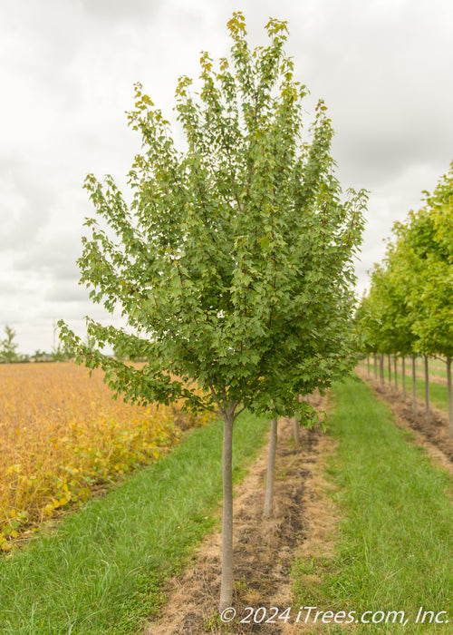 Sun Valley Red Maple at the nursery with green leaves.