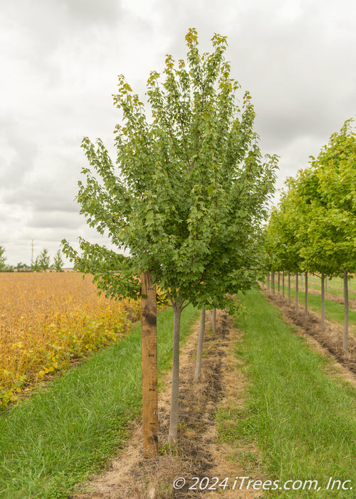 Sun Valley Red Maple at the nursery with a large ruler standing next to it to show its canopy height measured at about 5 ft.