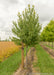 Sun Valley Red Maple at the nursery with a large ruler standing next to it to show its canopy height measured at about 5 ft.