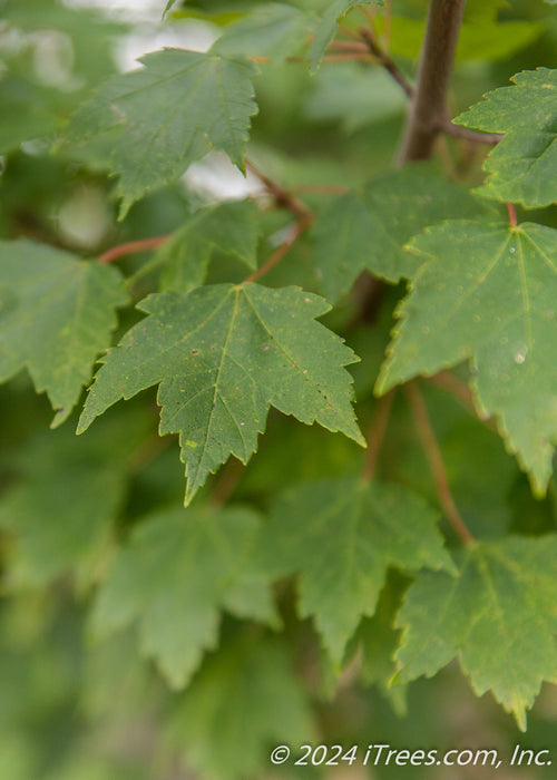 Closeup of green leaves.