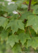 Closeup of green leaves.