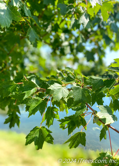 Closeup of green leaves.