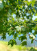 Closeup of green leaves.