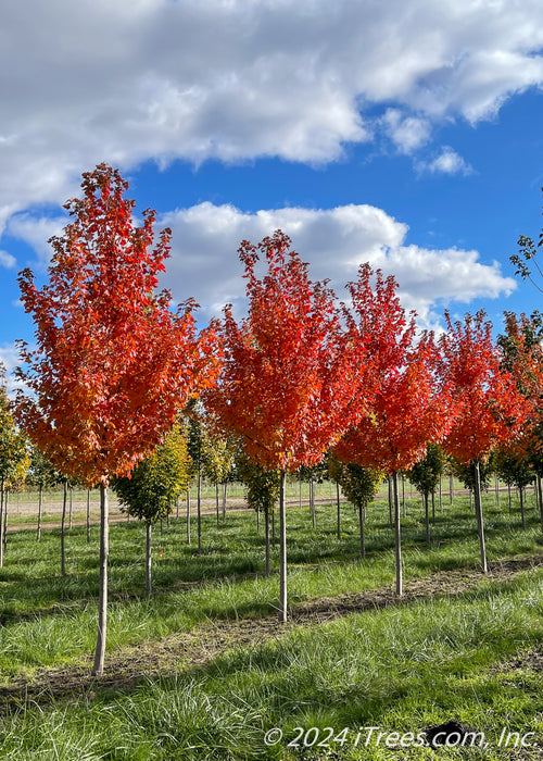 Sun Valley Red Maple growing in a nursery row with red fall color.