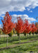 Sun Valley Red Maple growing in a nursery row with red fall color.