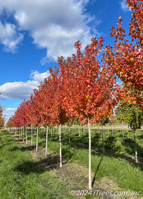 Sun Valley Red Maple growing in a nursery row with red fall color.