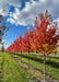 Sun Valley Red Maple growing in a nursery row with red fall color.