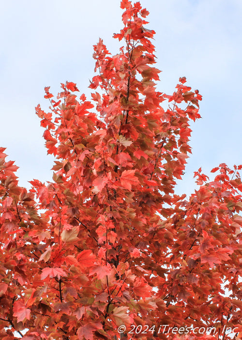 Closeup of the top of Sun Valley's crown of red leaves.