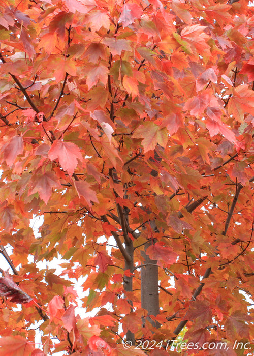 Closeup of red fall color.