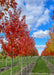 Sun Valley Red Maple growing in a nursery row with red fall color.