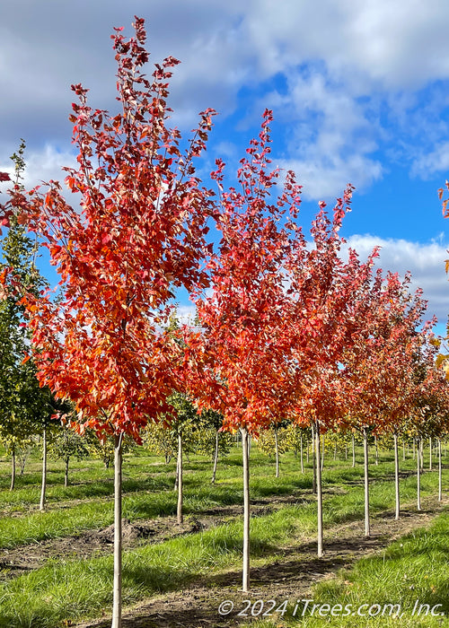 Sun Valley Red Maple growing in a nursery row with red fall color.