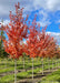 Sun Valley Red Maple growing in a nursery row with red fall color.