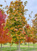 A closeup of a single Crescendo Sugar Maple in the nursery with transitioning fall color.