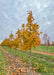 A row of Crescendo Sugar Maples with yellow fall color in the nursery.