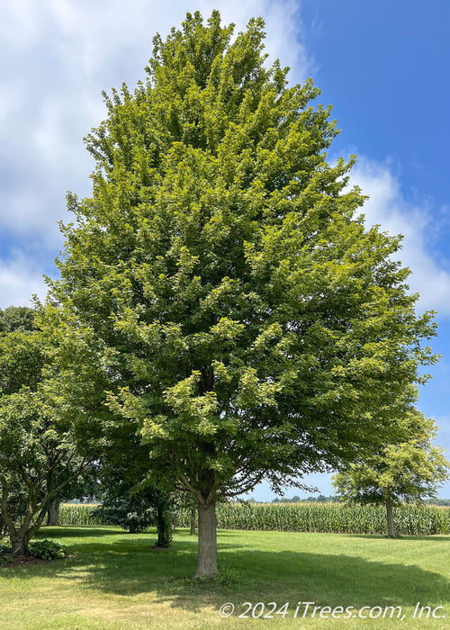 Autumn Blaze Maple in the summer with green leaves planted in a country home's front yard.