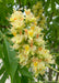 Closeup of a large panicle of orchid like flowers. The flowers are bright yellow with bright orange centers, accompanied by large green leaves.