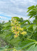 Closeup of a large panicle of orchid like flowers. The flowers are bright yellow with bright orange centers, accompanied by large green leaves.