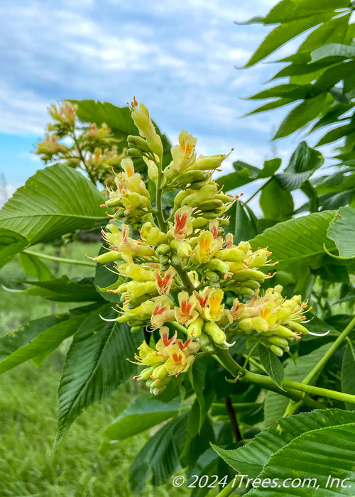 Closeup of a large panicle of orchid like flowers. The flowers are bright yellow with bright orange centers, accompanied by large green leaves.