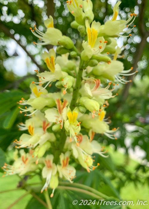 Closeup of a large panicle of orchid like flowers. The flowers are bright yellow with bright orange centers, accompanied by large green leaves.