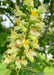 Closeup of a large panicle of orchid like flowers. The flowers are bright yellow with bright orange centers, accompanied by large green leaves.