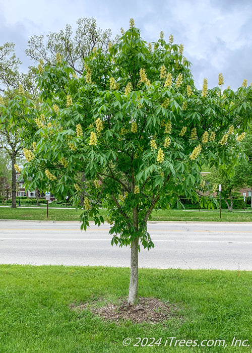 Autumn Splendor Horsechestnut grows on a parkway in Evanston Illinois. The tree is in full bloom with large panicles of bright yellow flowers, and large palm-like green leaves. 