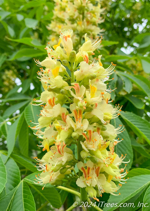 Closeup of a large panicle of orchid like flowers. The flowers are bright yellow with bright orange centers, accompanied by large green leaves.