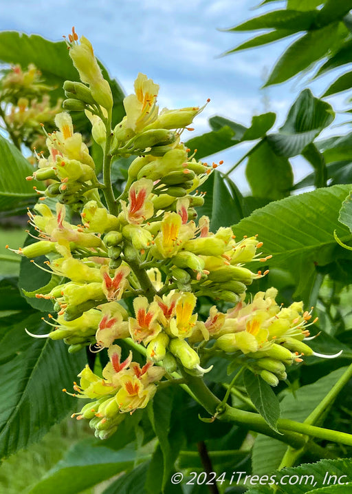 Closeup of a large panicle of orchid like flowers. The flowers are bright yellow with bright orange centers, accompanied by large green leaves.