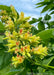 Closeup of a large panicle of orchid like flowers. The flowers are bright yellow with bright orange centers, accompanied by large green leaves.