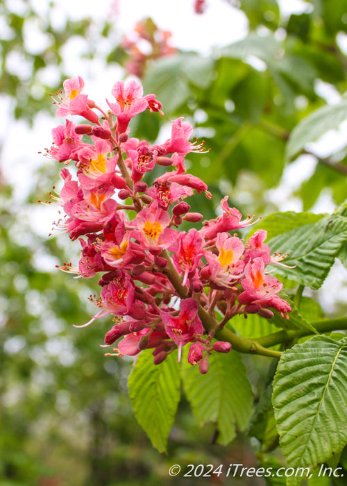 Closeup of a large panicle of bright pink flowers with yellow-orange centers. 