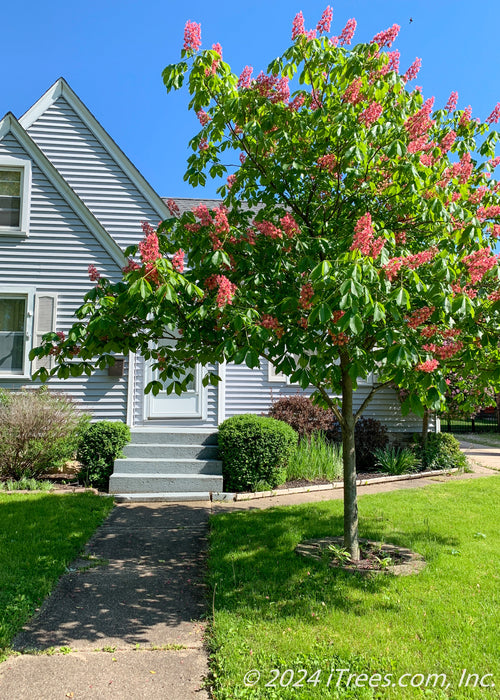 Fort McNair in bloom with panicles of pink flowers and large green leaves, planted in the front landscape of a home, near the walkway.