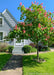 Fort McNair in bloom with panicles of pink flowers and large green leaves, planted in the front landscape of a home, near the walkway.