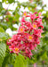 Closeup of a large panicle of pink flowers with yellow-orange centers.