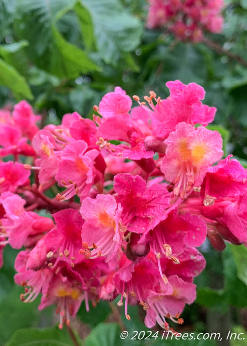 Closeup of bright pink flowers with yellow-orange centers.