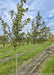 Spaeth's Alder planted in a row at the nursery with green leaves.