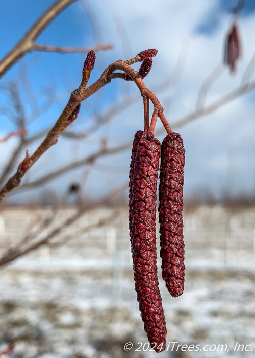 Closeup of red hanging catkins.