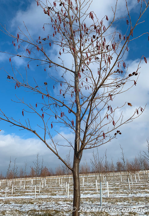 Spaeth's Alder in winter with branches full of red catkins.