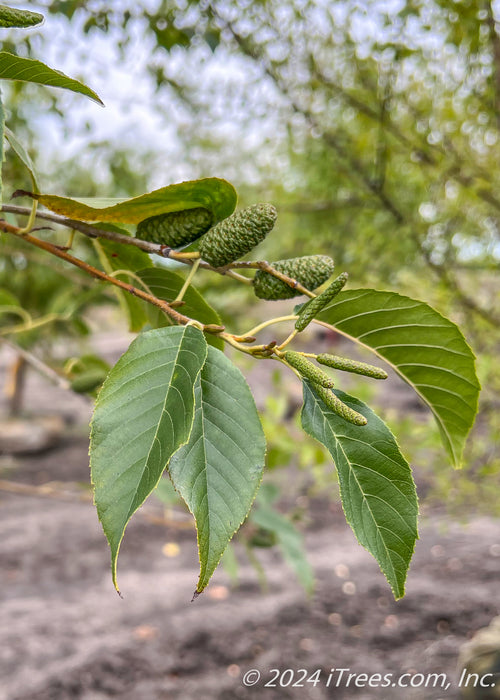 Closeup of Spathe's Alder green finely serrated leaves and green cone/nutlet.