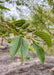 Closeup of Spathe's Alder green finely serrated leaves and green cone/nutlet.