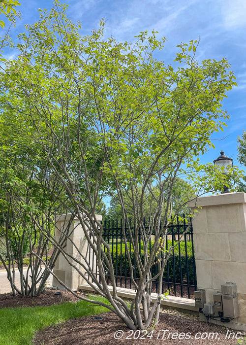 A couple of Autumn Brilliance Serviceberry sit at the entrance of a subdivision.