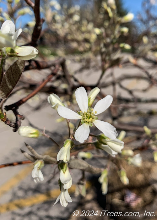 Closeup of small star-shaped white flowers with yellow centers and five petals.